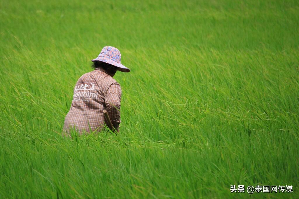 2023年前4月泰国大米出口达305万吨(图2)