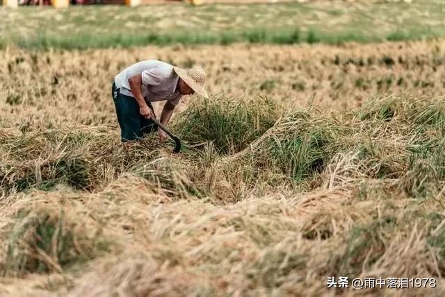 百台收割机滞留事件，让农民再次流泪(图2)