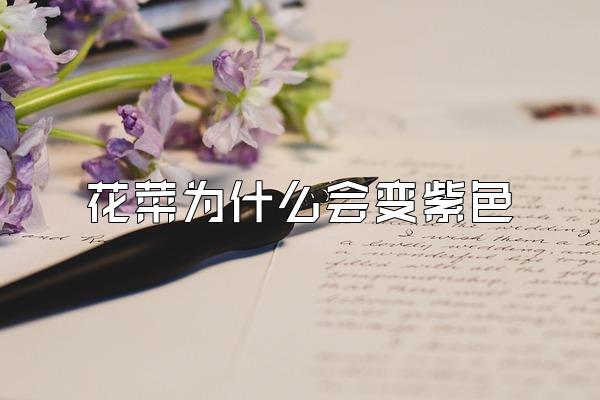 花菜为什么会变紫色