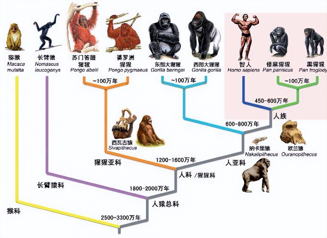 人类的祖先是条鱼？科学家回应疑问：不是人类今天清蒸吃的这种鱼(图12)