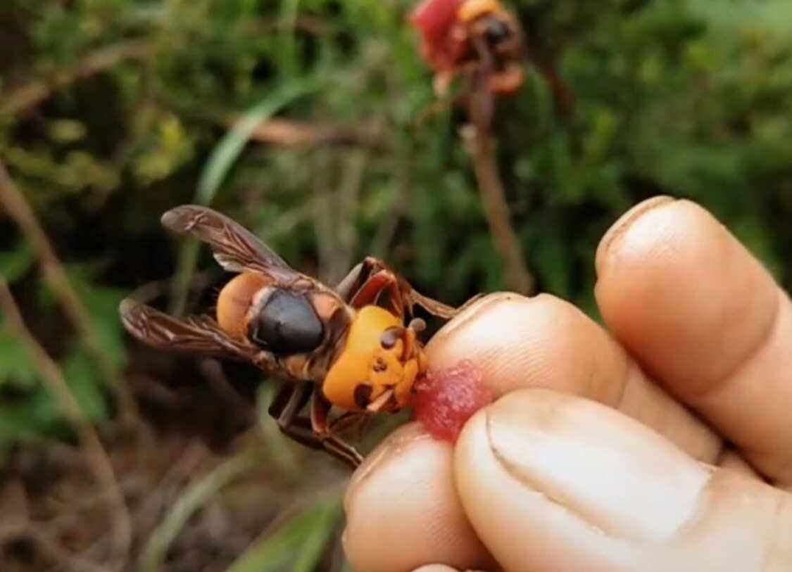 几千只杀人蜂都杀不死一只鸟？能蛰死熊的胡蜂，天敌竟是老鹰？(图5)