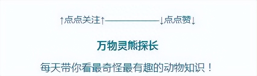 几千只杀人蜂都杀不死一只鸟？能蛰死熊的胡蜂，天敌竟是老鹰？(图20)