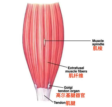 253 370 收藏 分享 三角形具有稳定性，那为啥我们几乎看不到三条腿的动物？(图6)