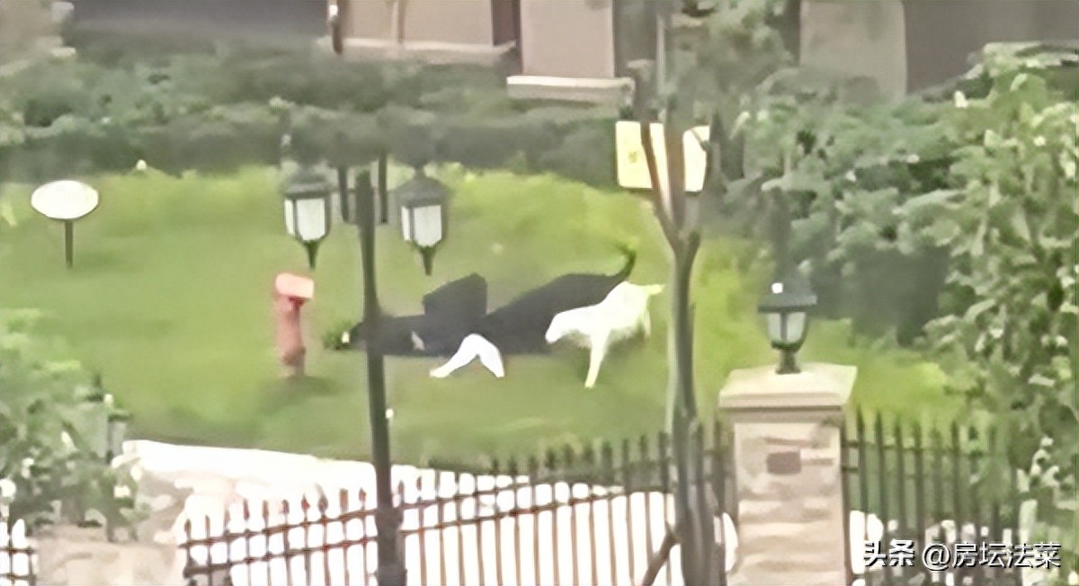 路遇恶犬！该怎么办？训犬师给了3点建议(图1)