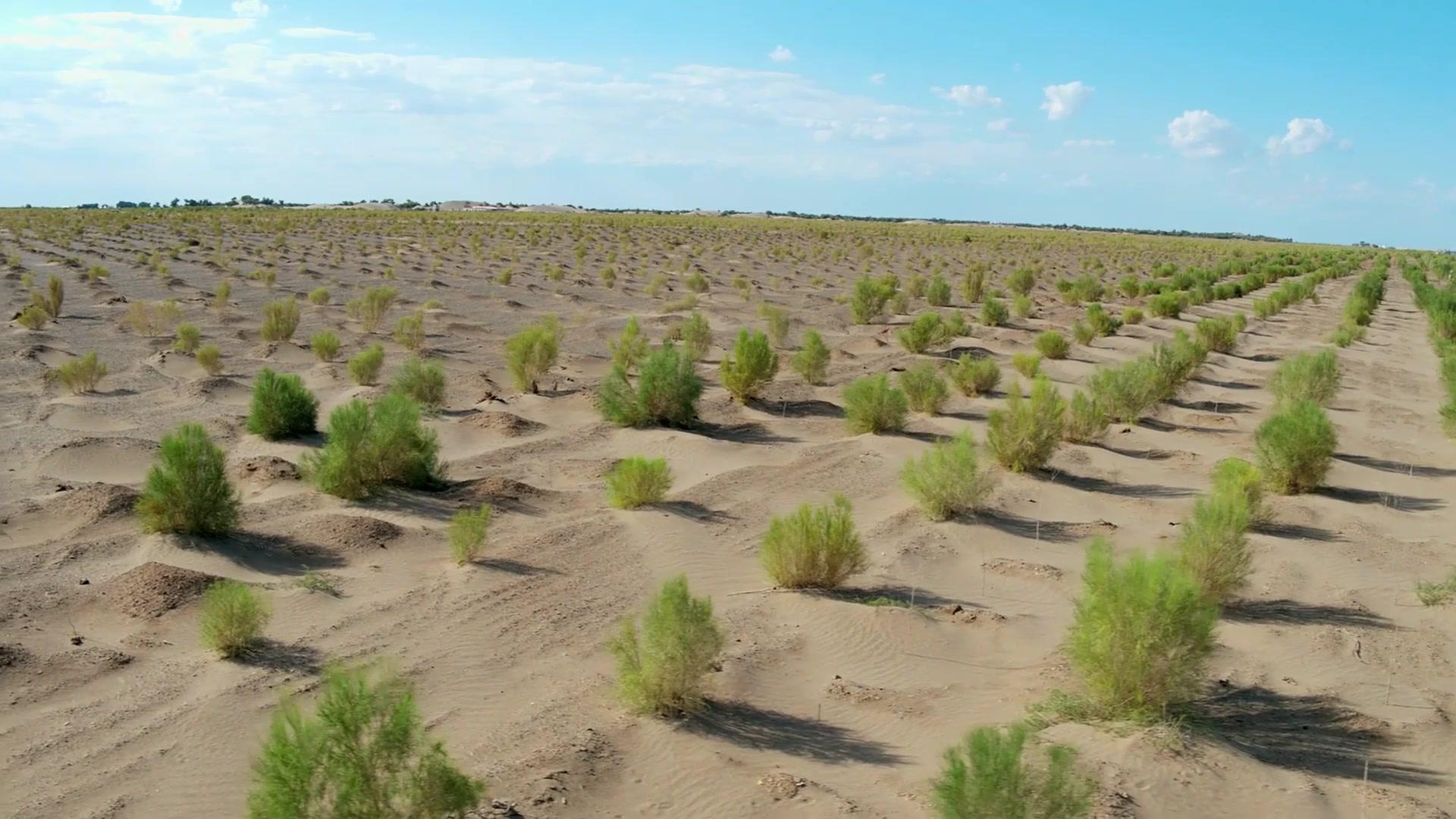 马云斥巨资在沙漠里种树，承诺每年1亿棵，七年过去了，树怎样了(图26)