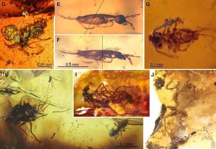交配时变成琥珀，4100万年后还被人类围观？堪称史上最尴尬的事(图2)