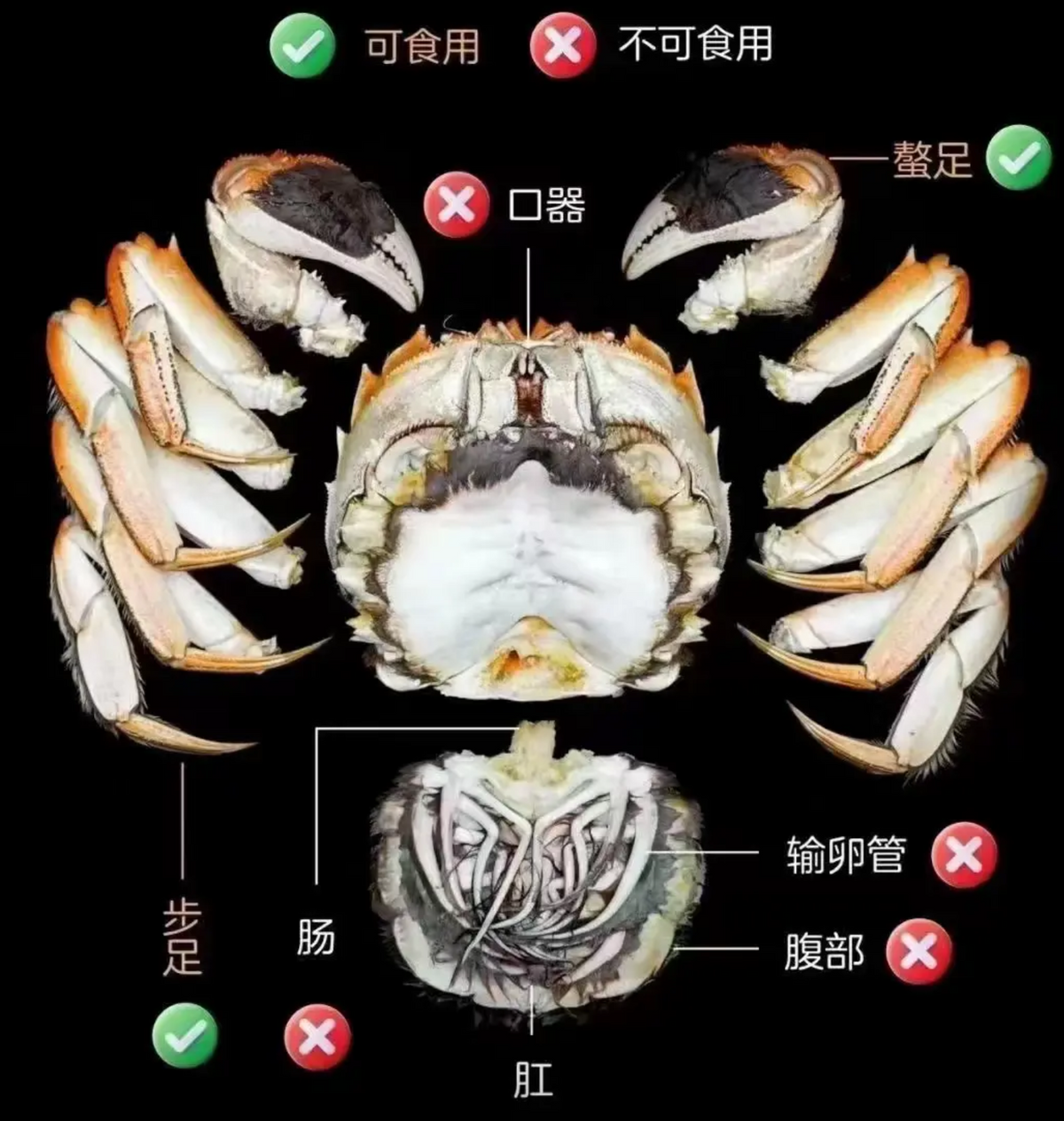 老人说死螃蟹有毒是真的吗？螃蟹死后会化水，这就是有毒的表现？(图5)