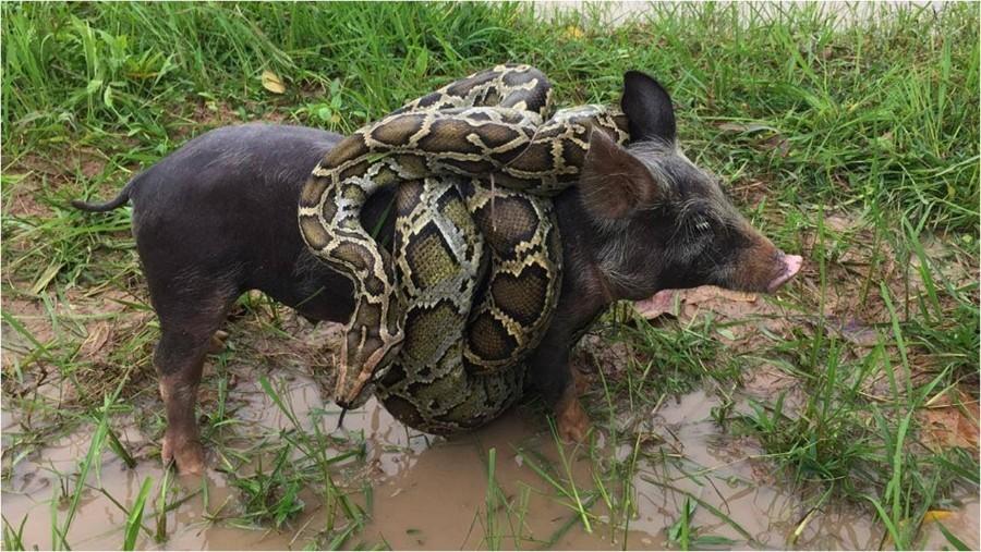 猪是毒蛇的天敌，再毒的毒蛇都杀不死一头猪? 有什么科学依据吗?(图27)