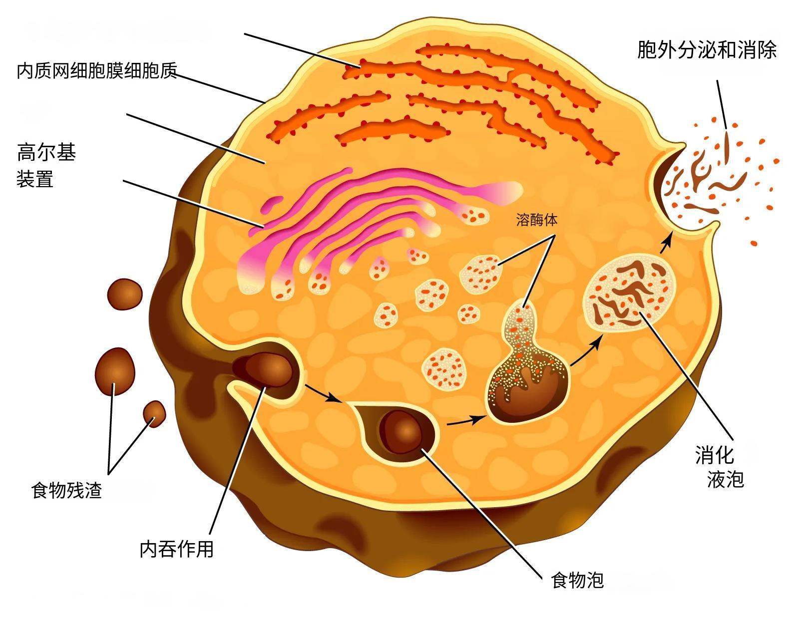 人死后细胞都在做啥？有的“叛变”自相残杀，有的拼命想复活主人(图18)