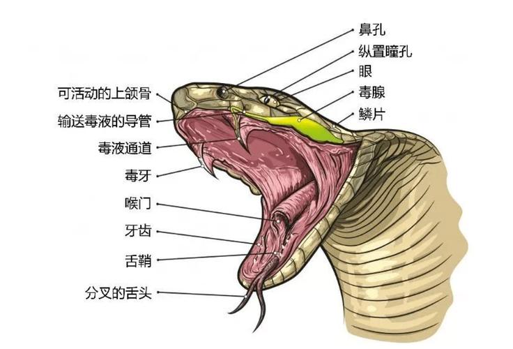 雄性眼镜王蛇若求爱失败，会直接将雌性杀掉！雌性为何宁死不从？(图13)