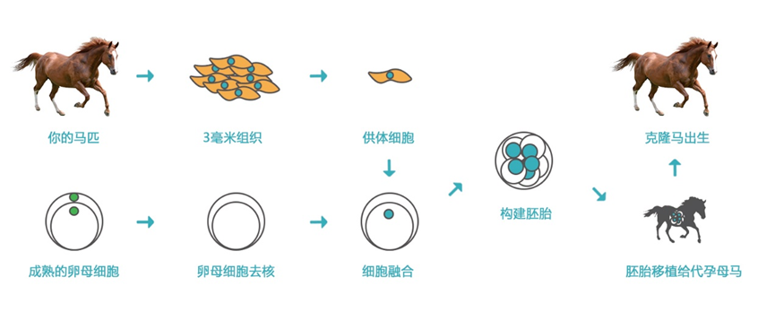 克隆一匹马成本200多万，竟然是在省钱？业内人士：马精液太贵！(图10)