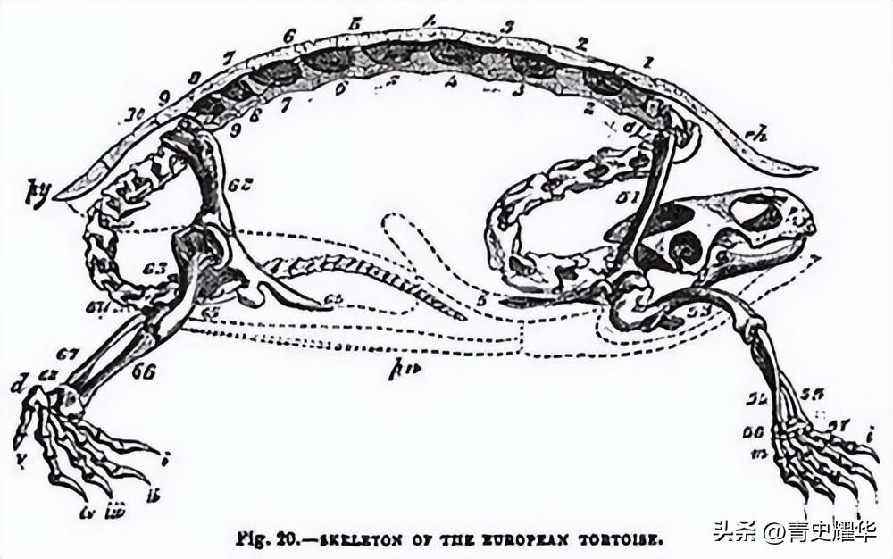 看到乌龟的骨骼，你就会明白，为何它是世界上最诡异的动物之一！(图10)