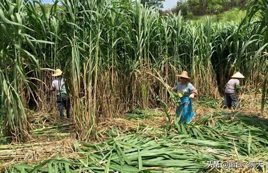 第四次能源革命来了？我国超级芦竹面世，或可替代化石能源！(图13)