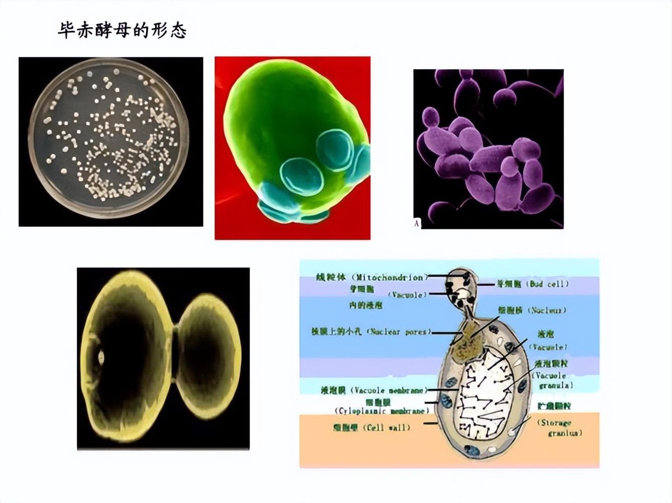 中国科学家让煤变蛋白质？不占耕地不用阳光，效率超农业1000倍！(图10)