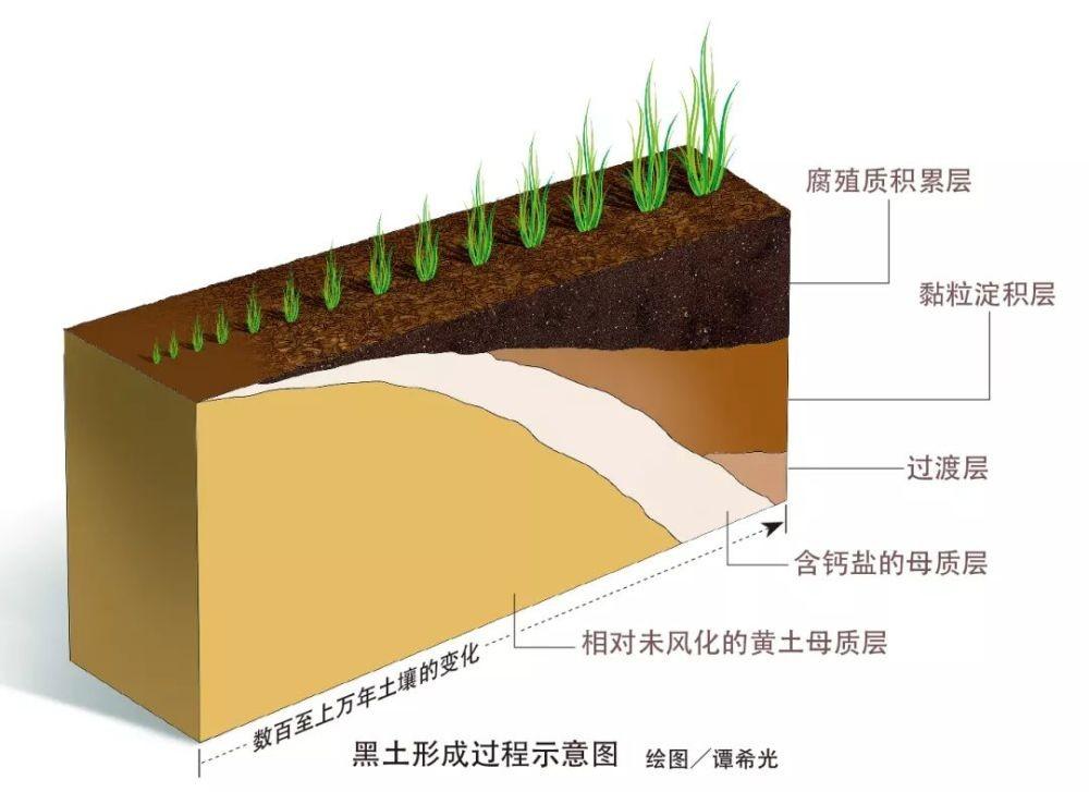 堪称土中“熊猫”的东北黑土，曾被5毛贱卖？是谁在砸国人饭碗！(图3)