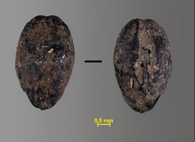 中国种植4000年的小麦，为何被认为原产西亚？不能是本土驯化吗？(图8)