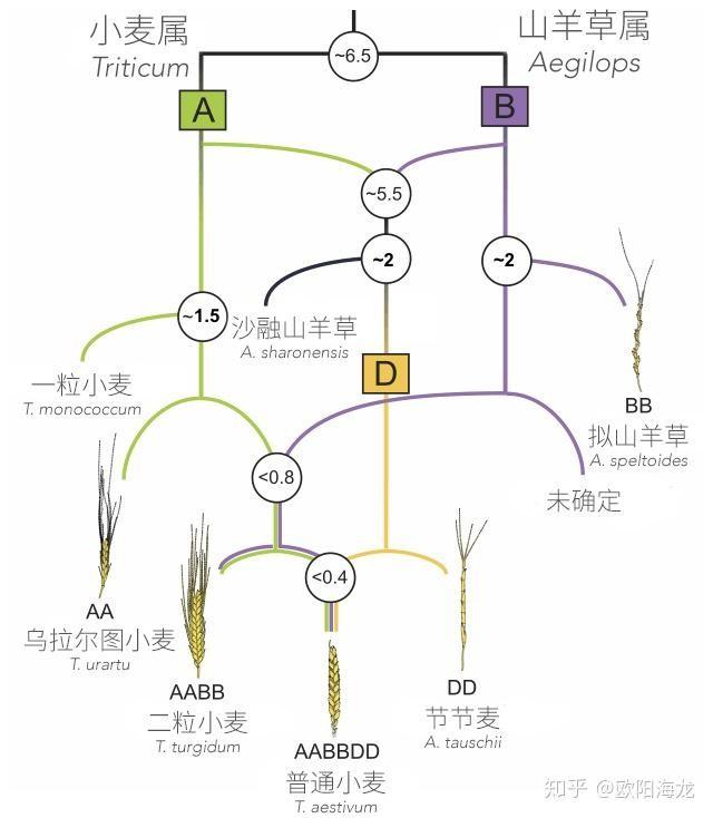 中国种植4000年的小麦，为何被认为原产西亚？不能是本土驯化吗？(图13)