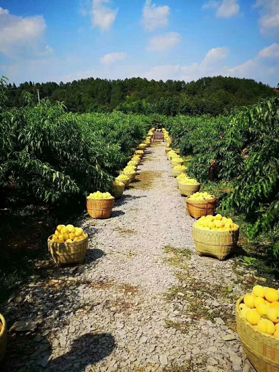 我国哪里的桃子最出名？中国十大桃子产地，你觉得哪个地方最好吃(图5)