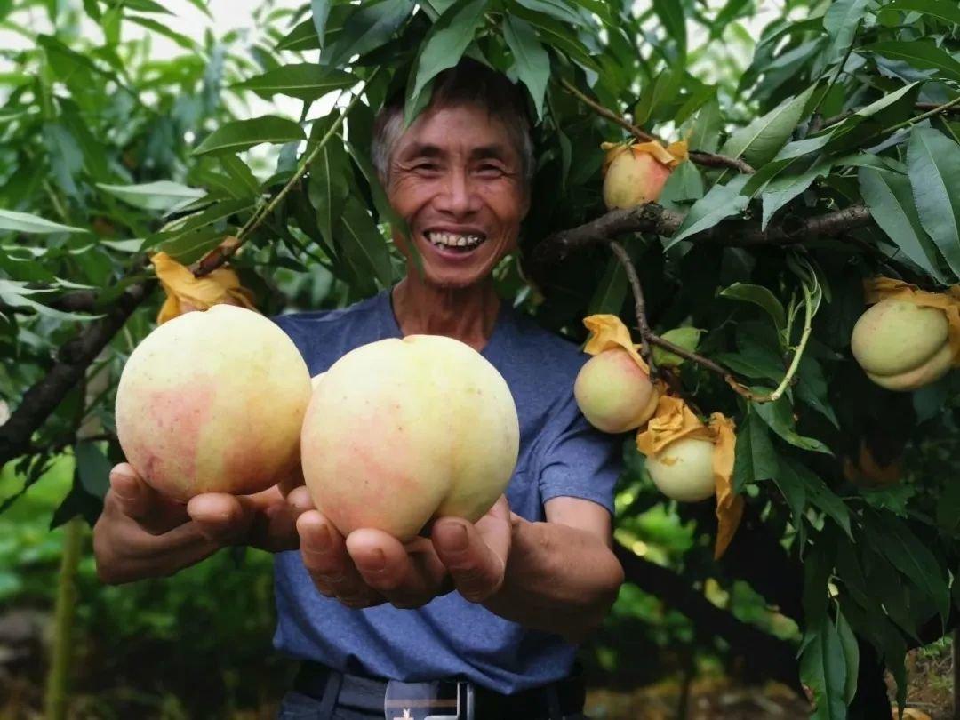 我国哪里的桃子最出名？中国十大桃子产地，你觉得哪个地方最好吃(图7)